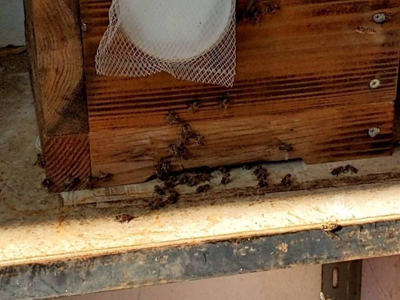 ミツバチ Bombus ignitus Smith, 1869 クロマルハナバチ | 蜂が好き