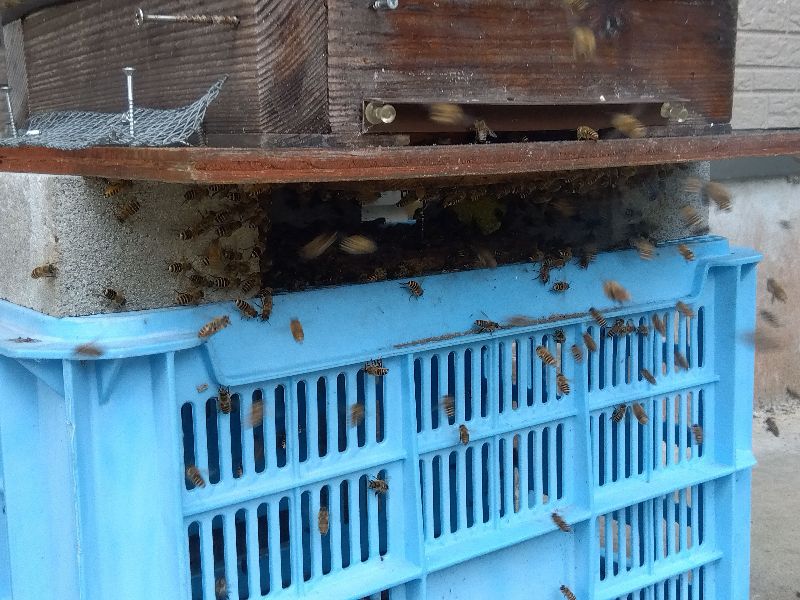 ミツバチ 9680800009337_01.jpg