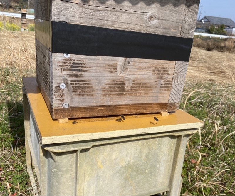 週末養蜂の始め方 ニホンミツバチの飼育入門