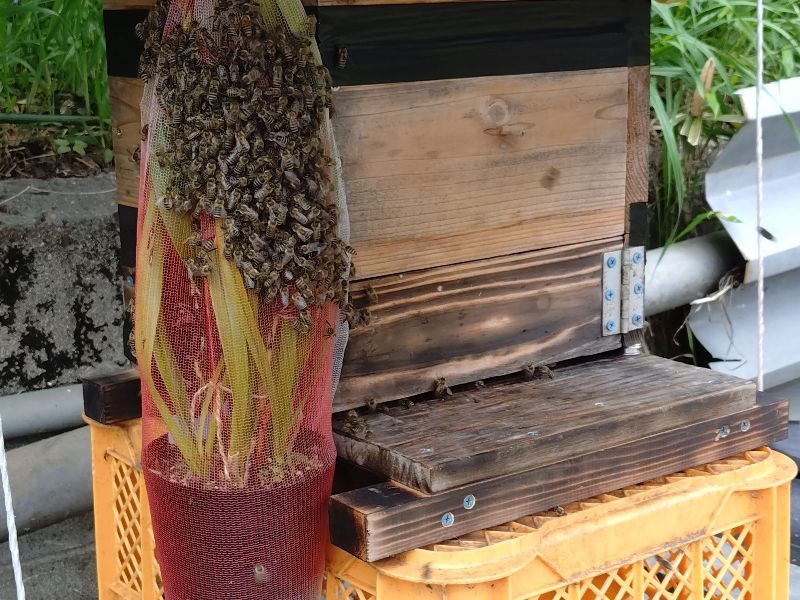日本蜜蜂飼育してみませんか。 週末養蜂の始め方 ニホンミツバチの飼育入門