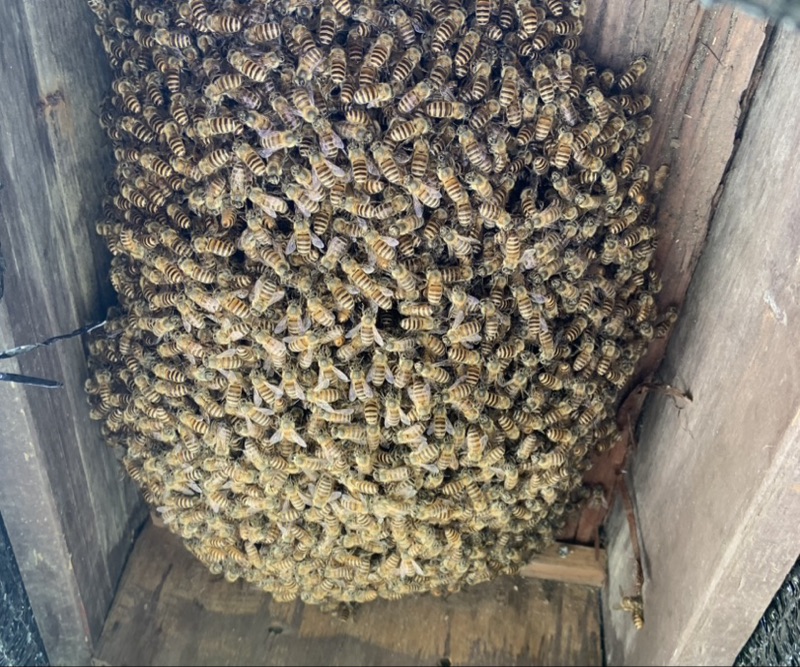 週末養蜂の始め方 ニホンミツバチの飼育入門